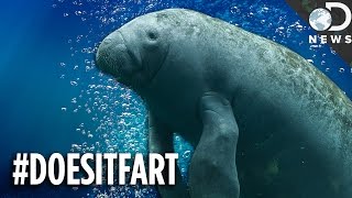 Can You Guess Which Animals Fart (Or Don't)? Can You Guess Which Animals Fart (Or Don't)?