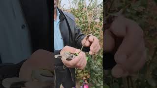 بذور الجورى وجمعها . Rose seeds and collecting them