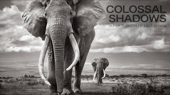 Colossal Shadows: Super Tuskers of East Africa (Captions)