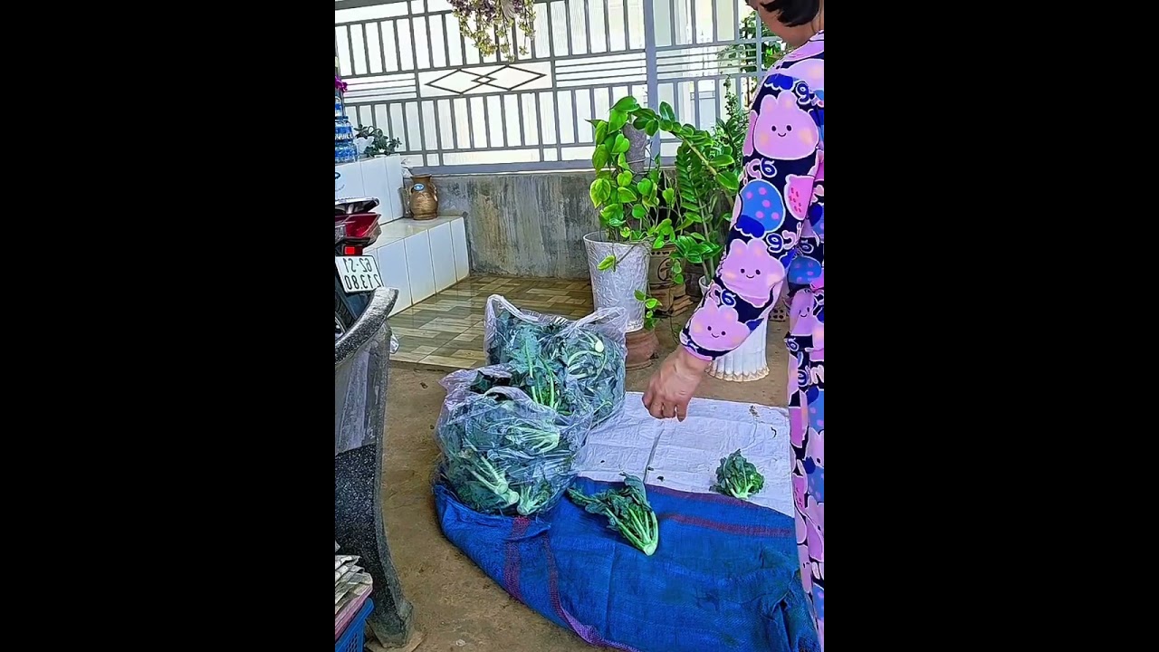 Hết tết hoa nở rực rở  cã cánh đồng xanh 