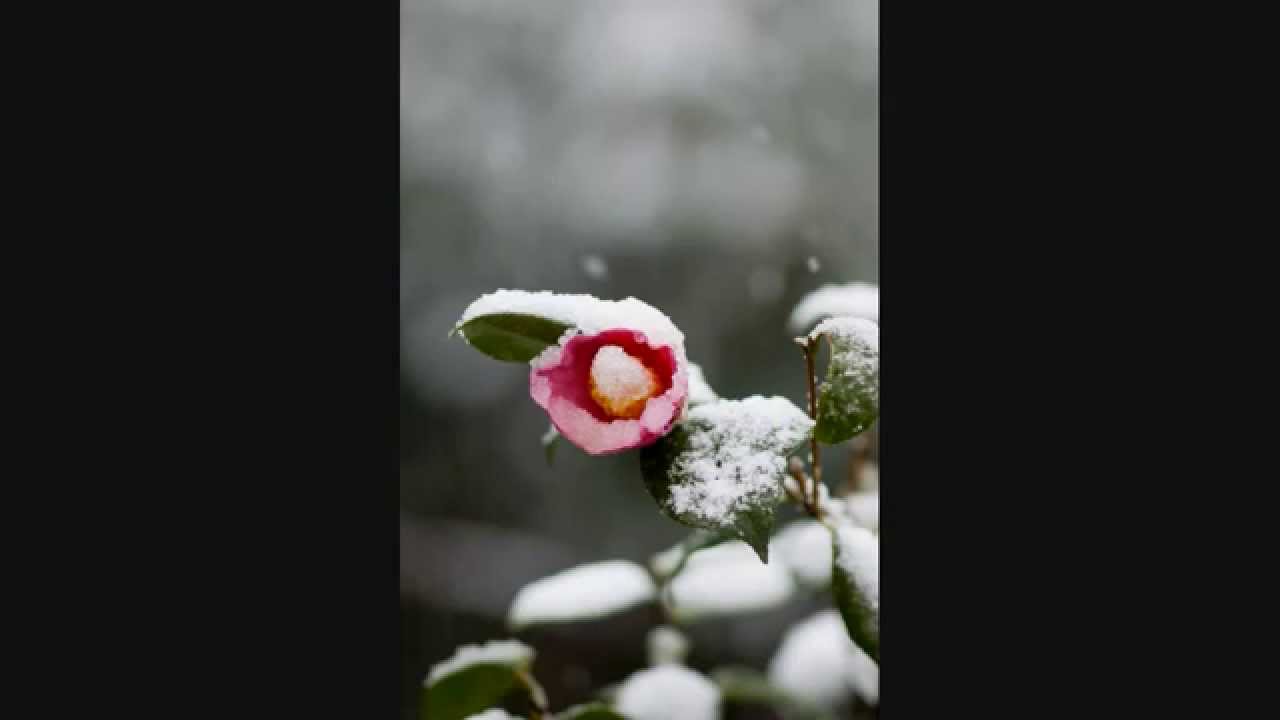 みだれ髪 美空ひばり ピアノソロ初 中級 Youtube