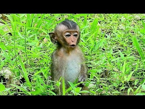 Baby Monkey Lori Call Mom Alone Lori Run To Mommy Baby Monkey Lori Call Mom Alone Lori Run To Mommy