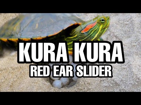 Video: Adakah Kura-kura Air Tawar Telinga Merah Berkembang Biak?