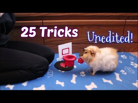 25 Guinea Pig Tricks All At Once