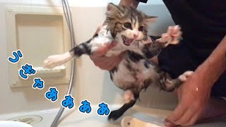 kitten's first shampoo