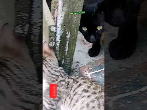گربه سیاه مدرسه موش هارو یافتم نوستالژی مدرسه موش ها