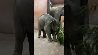 Baby Elephant Having Fun 🐘♥️