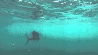 Sailfish Striking Teaser