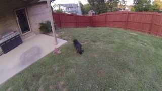 Obedience Training With My Rottweiler Puppy