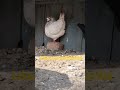 #pigeon #viral #shorts #trending