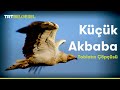 Tabiatın Çöpçüsü Küçük Akbaba | TRT Belgesel