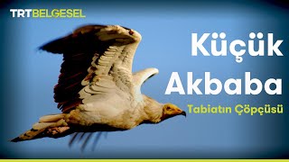 Tabiatın Çöpçüsü Küçük Akbaba | TRT Belgesel