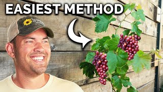 Backyard Grape Trellis Build!