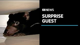 Tasmanian devil found under couch in Hobart home after being mistaken for dog's plush toy | ABC News