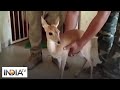 A barking deer seized from farmer’s home in Odisha amazed people