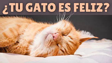 ¿Cómo saber si tu gatito es feliz?