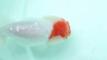 ranchu mix- MS1- cá vàng online sang nguyễn