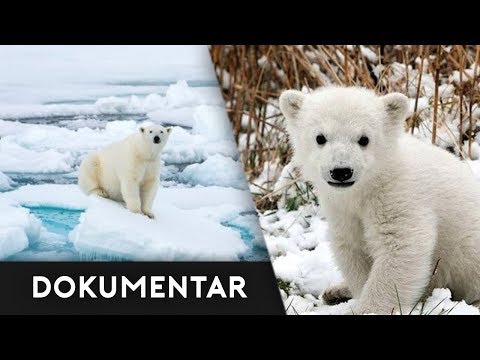 Video: Hvorfor synker antallet isbjørner i Arktis?