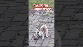 Cuci kaki dulu sebelum beredar #cat #cats #catvideos #catvideo #catshorts #akw #kucing #meow #mpus