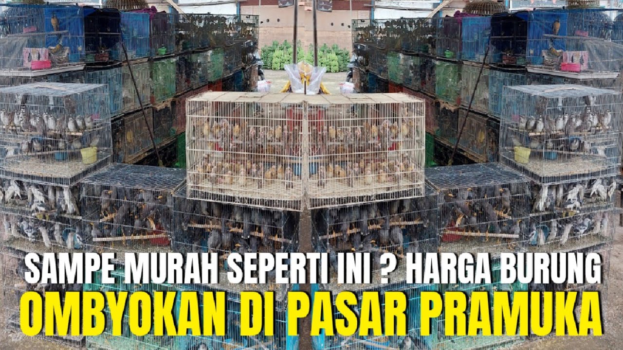 BUSSET ! SAMPEK MURAH SEPERTI INI ! HARGA BURUNG OMBYOKAN DI PASAR PRAMUKA