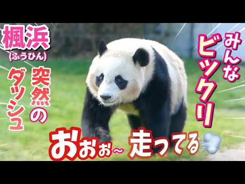 【パンダアイドル楓浜】パンダの時速◯◯キロ🐼ダッシュしまくるふうひんに驚きの声援！！