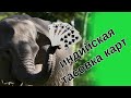 ИНДИЙСКАЯ ТАСОВКА КАРТ | ОБУЧЕНИЕ + БОНУСНЫЙ ПРИЕМ В КОНЦЕ УРОКА!