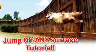 Jump Off Walls/Rebound Off Walls Dog Trick Tutorial