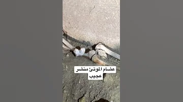 عضام بشر تحت سراديب قديمه 