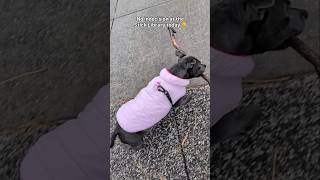 When Rain Tries to Cancel Holly’s Morning Routine 🌧️🐾