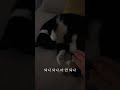 내가 자꾸 다치는(덤비는) 이유 #고양이집사 #cat #고양이