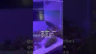 Periquito australiano no aquário marinho. #piriquito #australiano