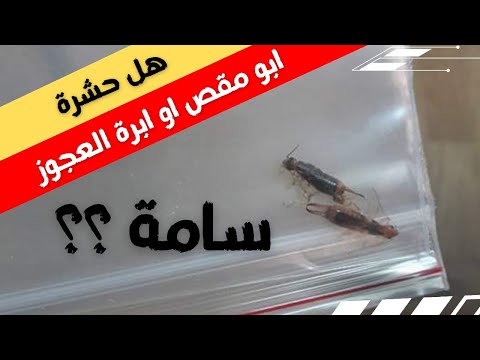 فيديو: لماذا حشرة أبو مقص في المنزل؟