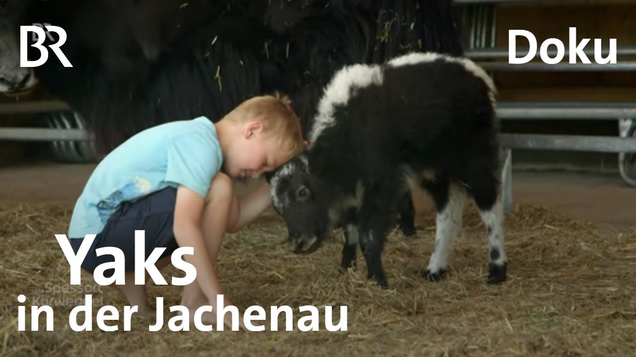 Yaks in der Jachenau: Rinder - wollige Schale, weicher Kern | Zwischen Spessart und Karwendel |  BR