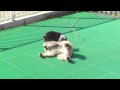 犬猿の仲！ニホンザル　トマト