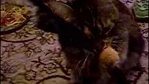 Watch the video about Mainecoon 14 months old