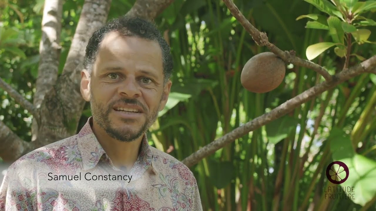 Les explorations fruitières épisode 9: La Sapote mamey