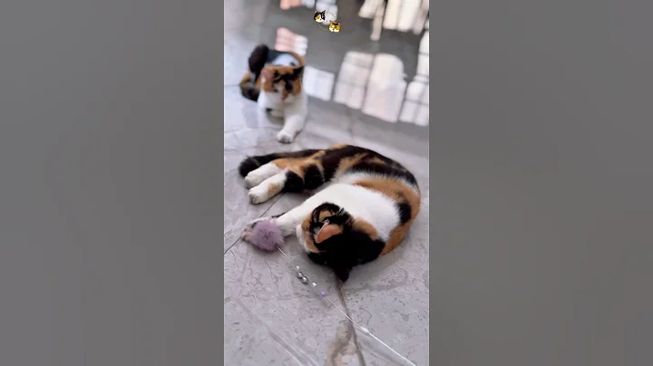 Video 8650171: british shorthair cute cat, shorthair cat britishshorthair, sleepy british shorthair, britishshorthair cats catlover