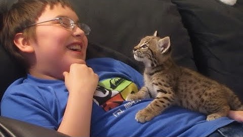 This Rescue Bobcat Play With The Kid Everyday - Try Not Smile at Their Goofy Antics