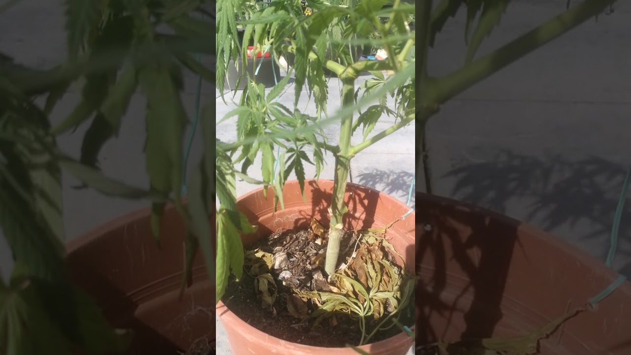 Double mainline 1 month update