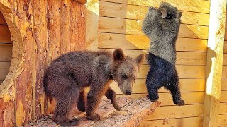 Медвежонок Пряник ВПЕРВЫЕ ПОПЛЫЛ! Финик - не медведь, а ЧЕЛОВЕК-ПАУК)) Мишки ПЕРВЫЙ РАЗ В ВОЛЬЕРЕ ❤️