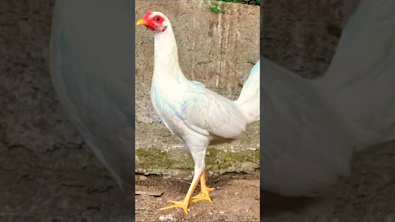 white kelso brood pullet 