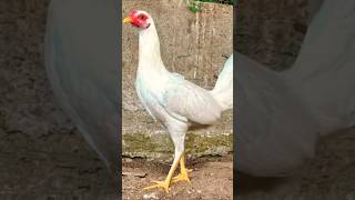 White Kelso Brood Pullet