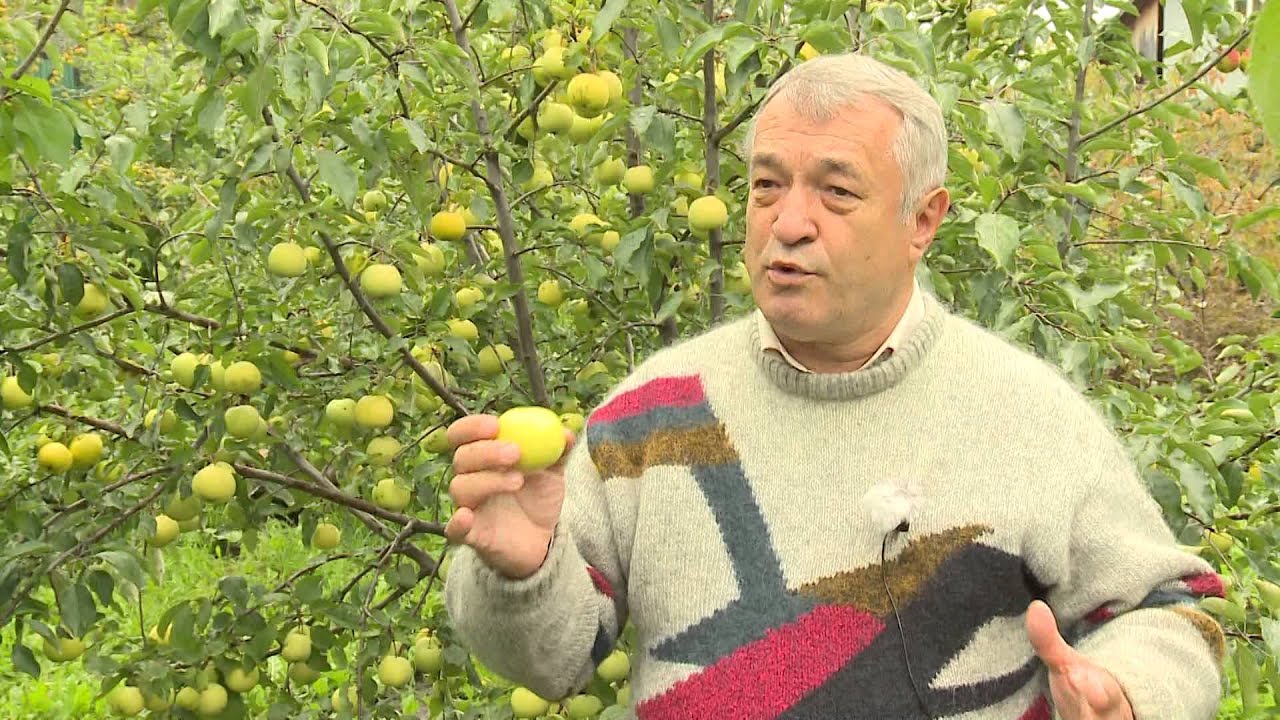 Яблоня Свердловчанин Фото