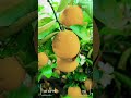 超級甜的檸檬，大豐收！ Super sweet lemons, great harvest #garden #gardening#fruit #shortvideo #shorts #short