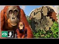 🏆 TOP 5 Winners Inspirational Habitat Contest | Orangutan | Planet Zoo |