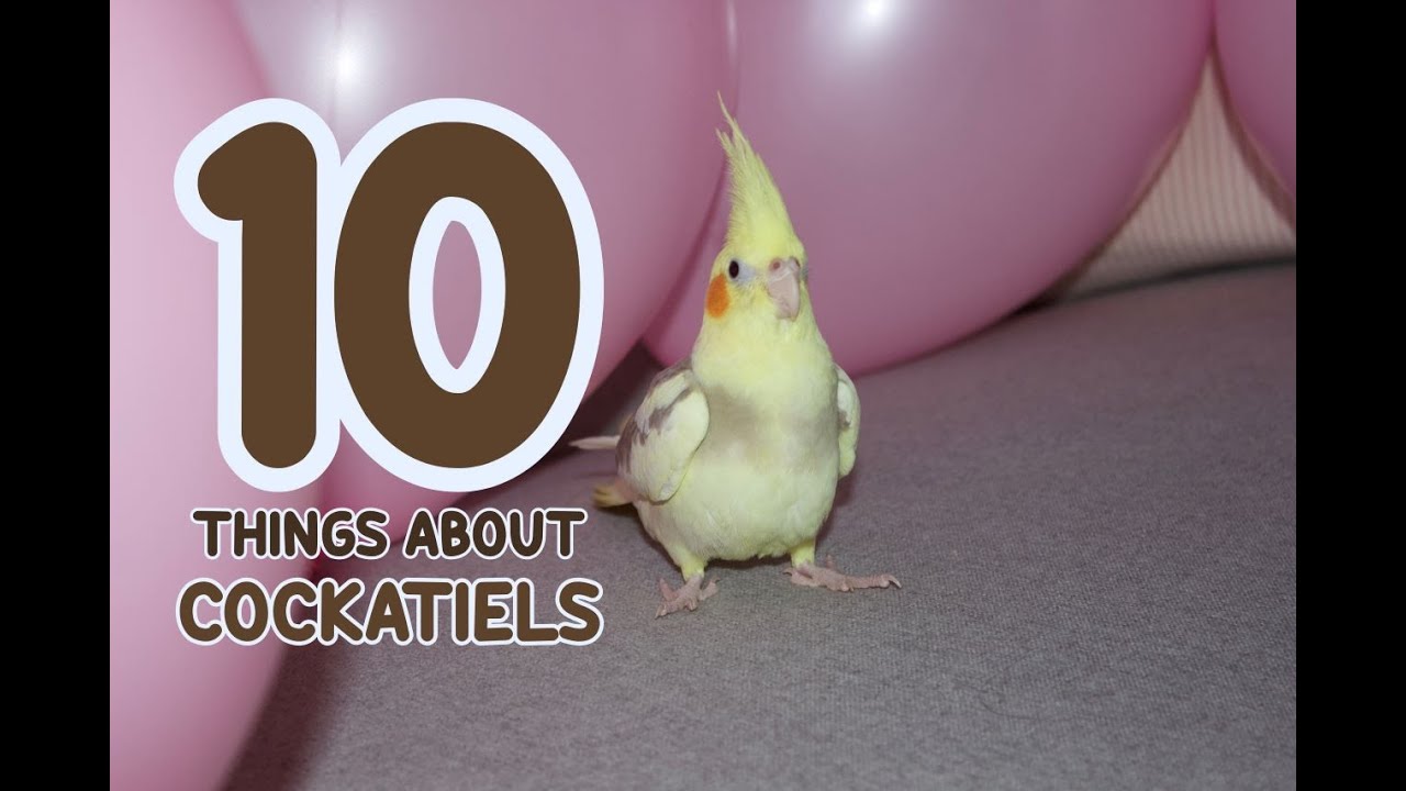 about cockatiels