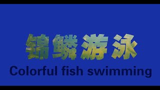 Xiongan's 8th Anniversary 丨a Kaleidoscope of Swimming Fish in Baiyangdian Lake