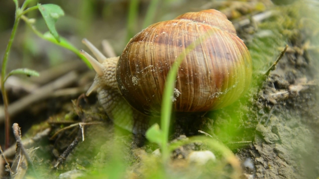 Dunajské lužné lesy a zdrž Hrušov II