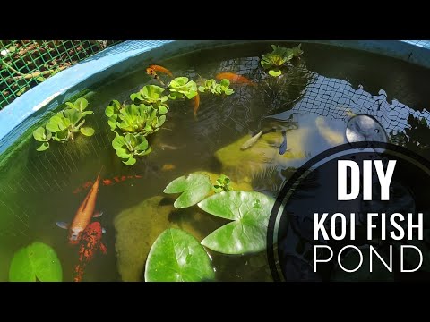 Natural koi fish