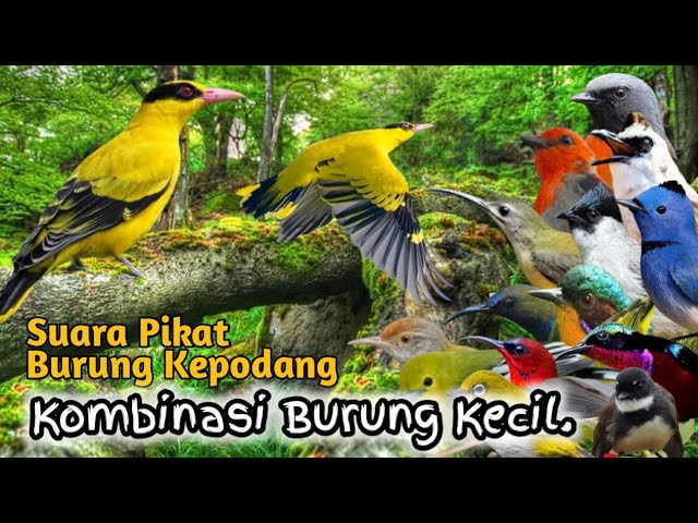 Suara Pikat Burung Kepodang Kombinasi Burung Kecil.. class=